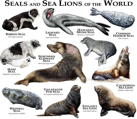 seal or walrus type animal